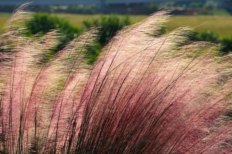 Muhly Grass Turns Pink Right When Hurricanes Roll