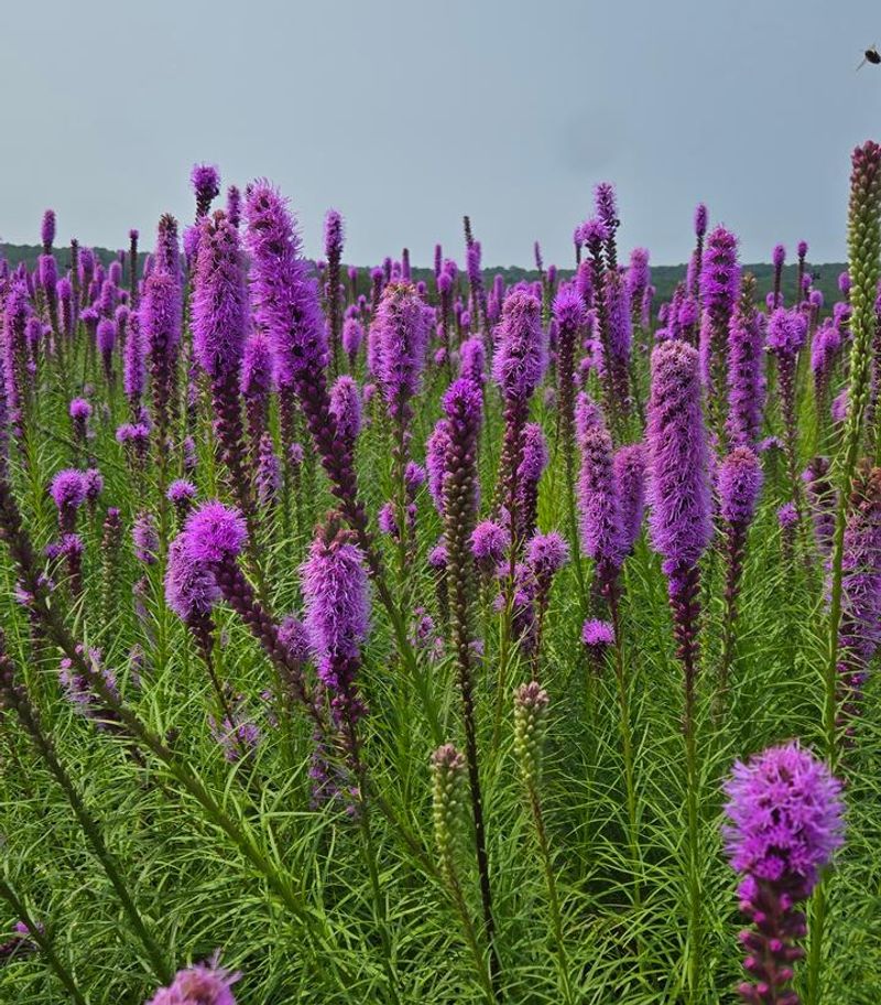 Blazing Star