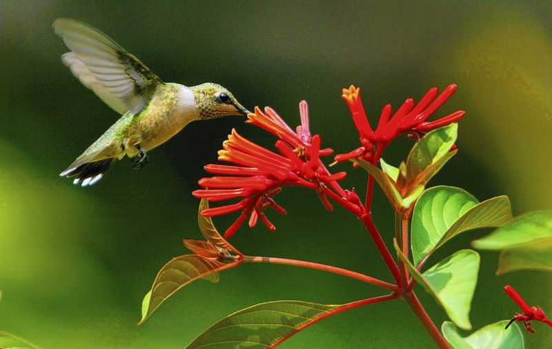 The Hummingbird Magnet With Edible Berries