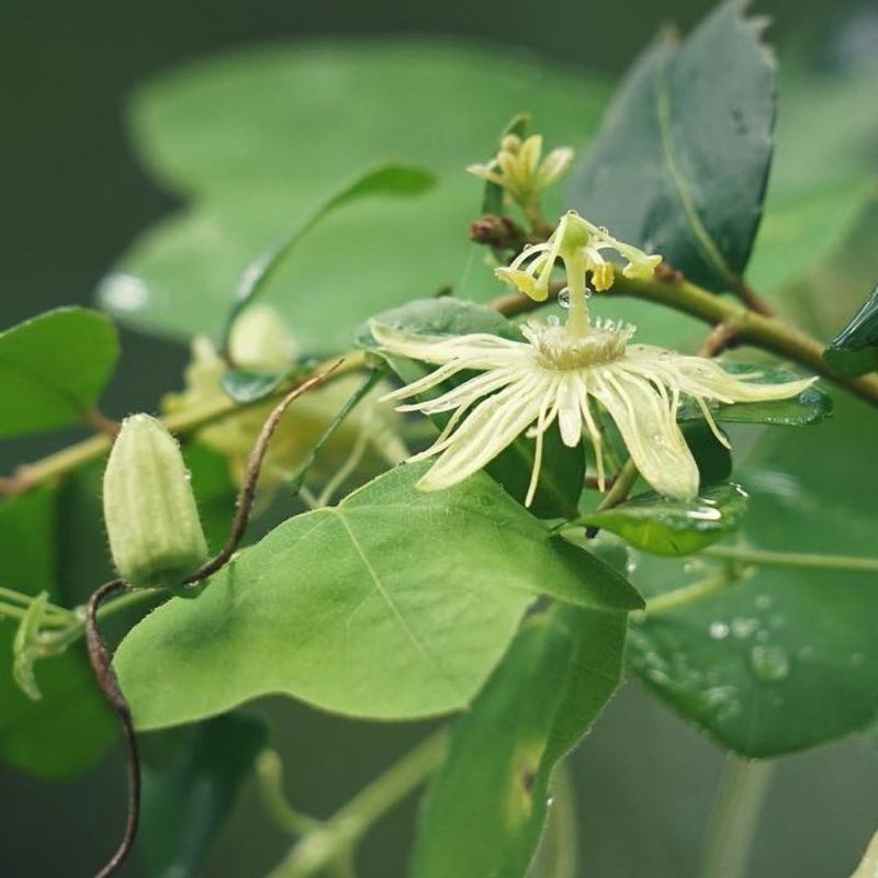 Yellow Passionflower Thrives In Shady Nooks