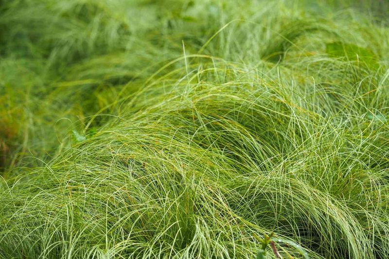Green Sedges Fill Shady Slopes Where Grass Quits