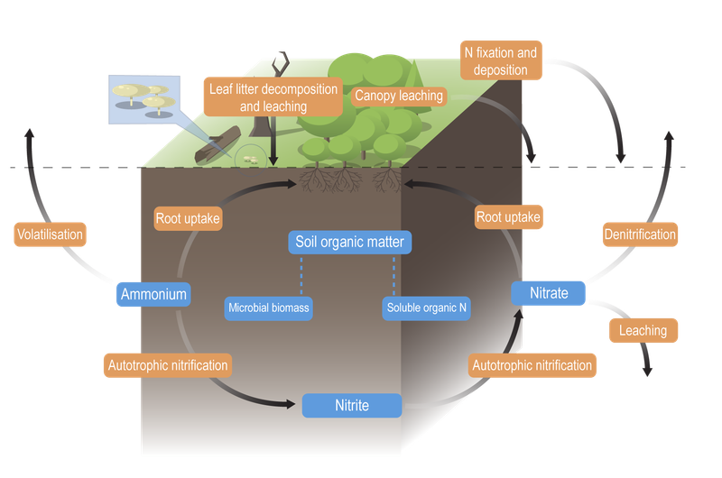 Rain Chemistry Does Not Equal Lawn Fertilizer
