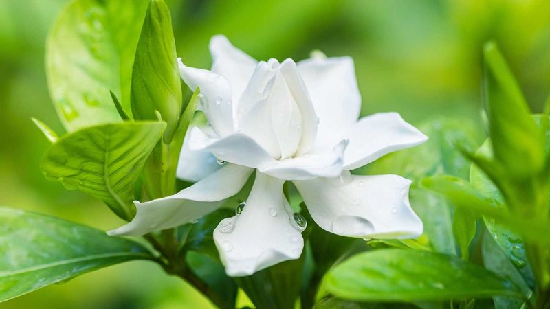 Give It Bright Light Without the Harshest Afternoon Sun