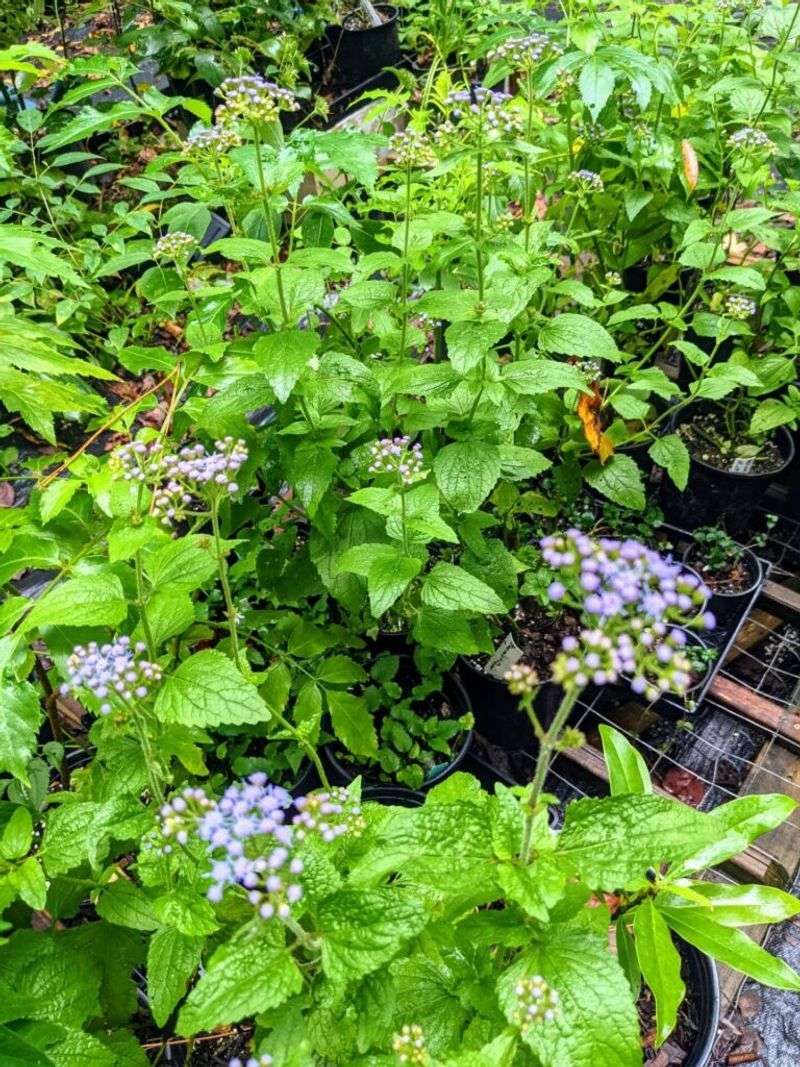 Red Root Native Nursery