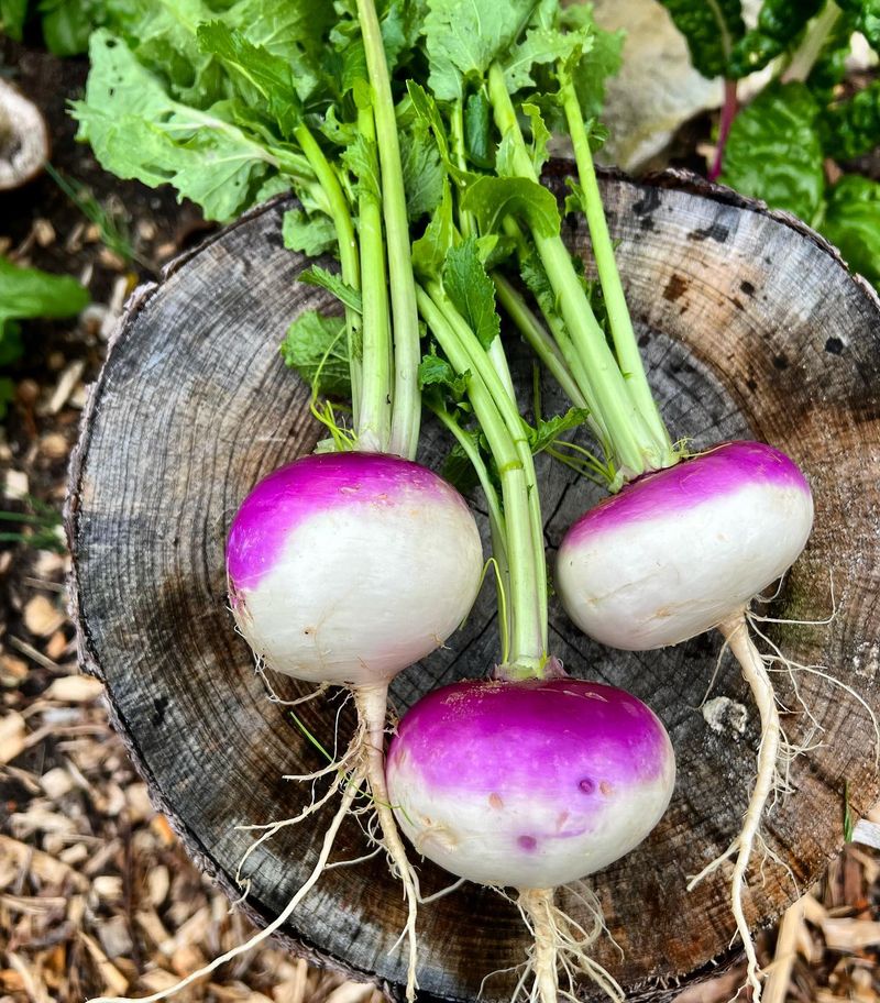 Turnips Feed You Top And Bottom