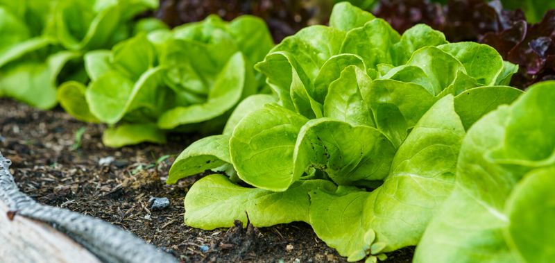 Lettuce Finally Stops Bolting On You
