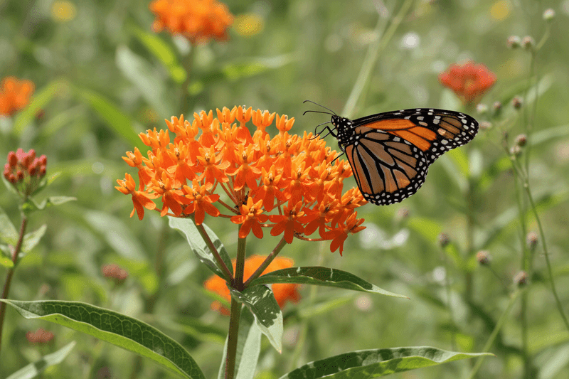 Build A Florida Monarch Garden, Not A Butterfly Guarantee