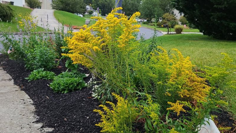 Choose The Goldenrod Your Yard Can Hold