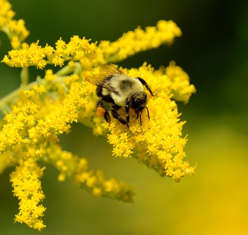Goldenrod Extends The Pollinator Season