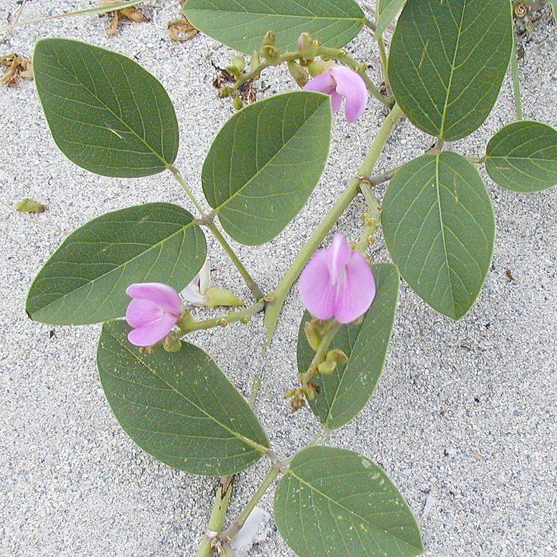 Beach Bean Locks Down Coastal Sands
