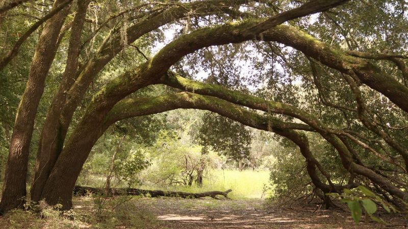 Build Habitat, Not an Owl Lure