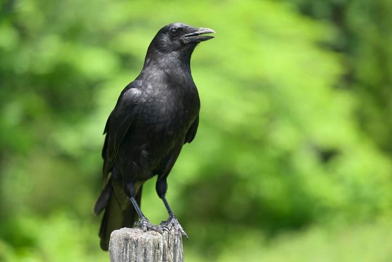 The Long-Term Face Evidence Comes From Crows