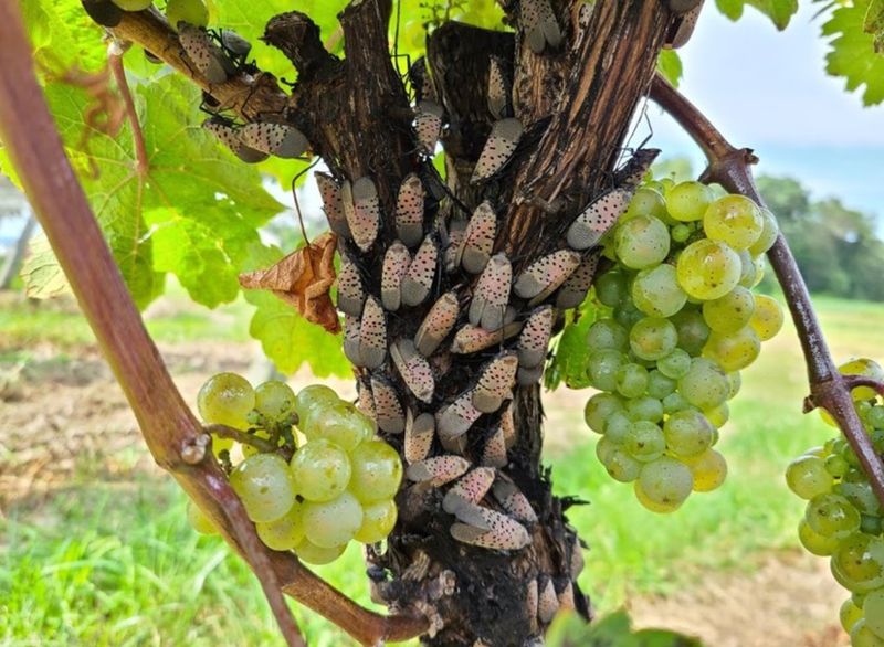 Protect Grapevines With Layered, Wildlife-Safe Management