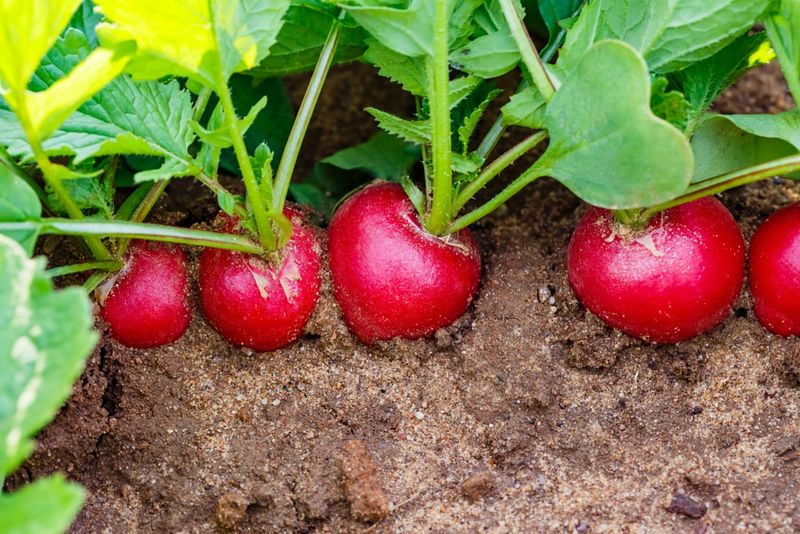 Radishes Reward You In Barely Three Weeks