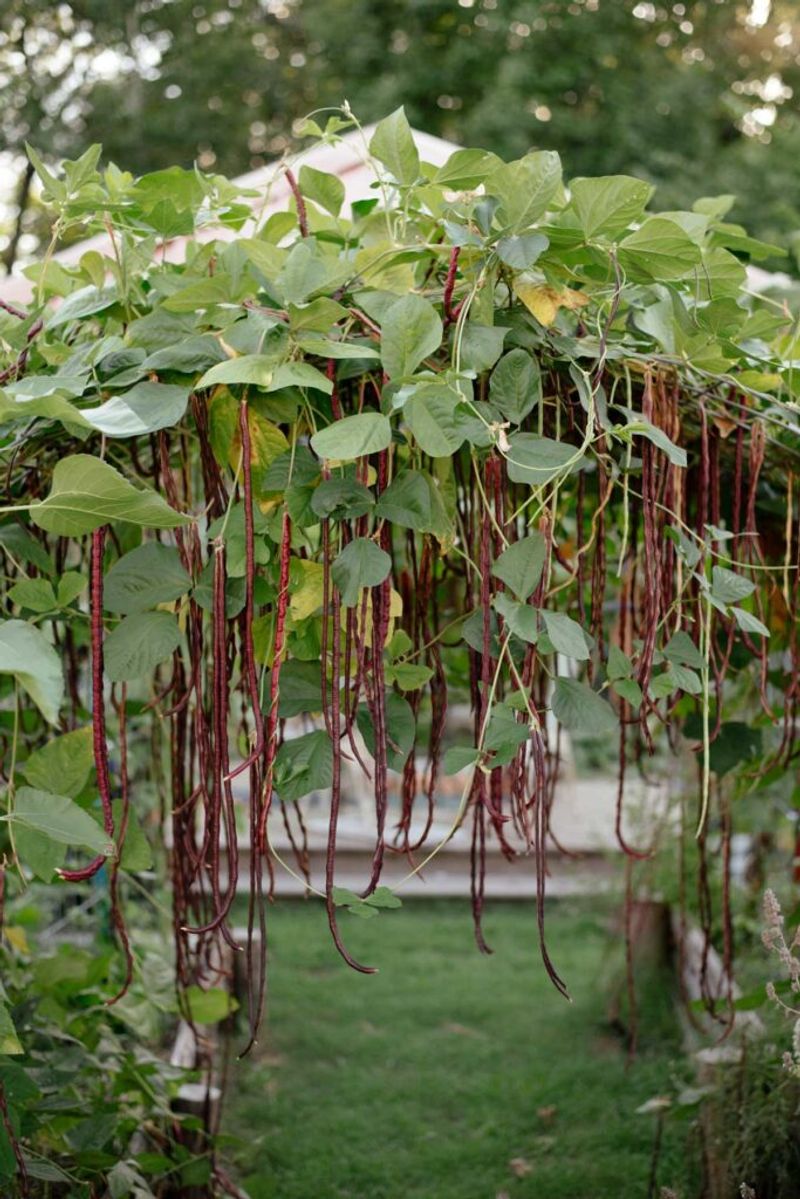 Get Those Beans And Squash In The Dirt