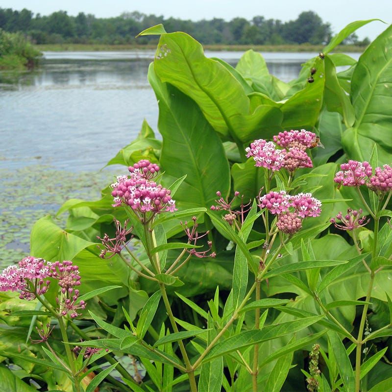 A Native Plant For Damp Pennsylvania Ground