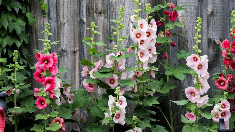 Match The Cultivar To Your Conditions
