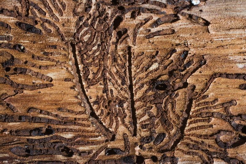 Hidden Larvae Can Leave A Tree Looking Healthy