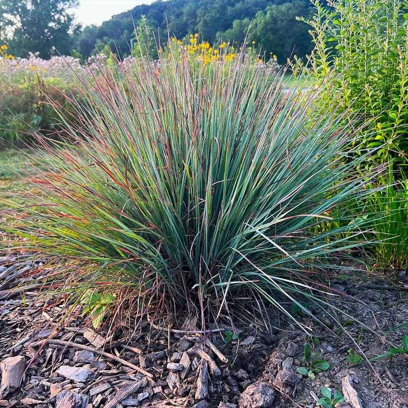 Build The Low Layer For Seeds And Insects