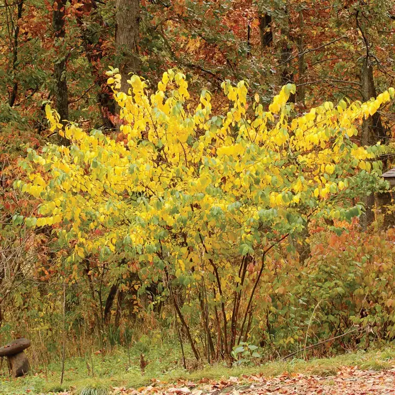 Spicebush Will Bring The Swallowtails Right To You
