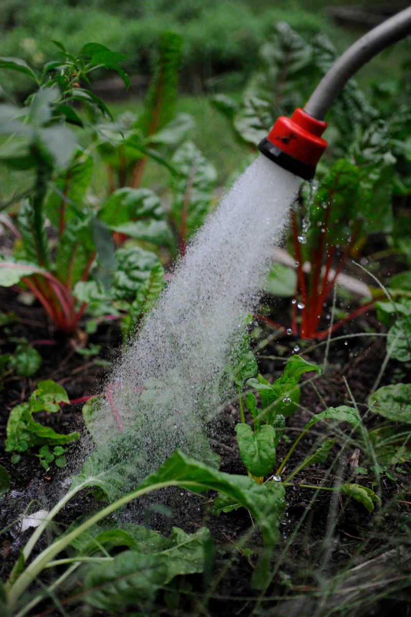 Give New Plants A Fair Start