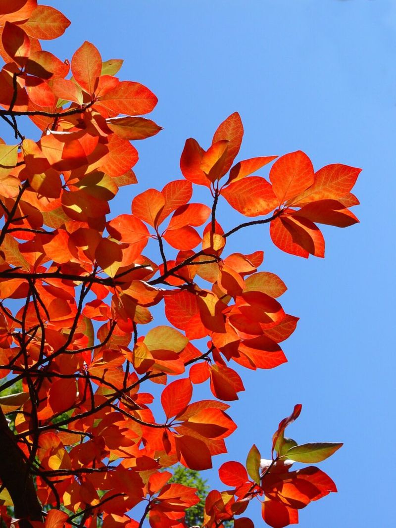Black Gum Offers Unsung Beauty