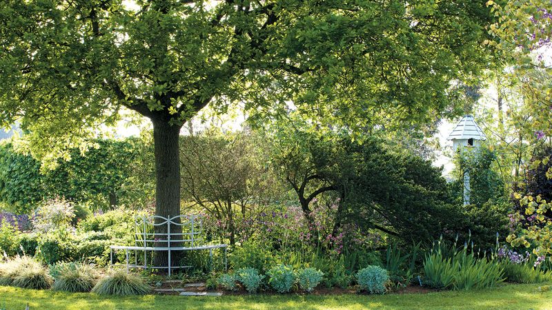 Mature Canopy, Not Planting Day, Delivers Shade