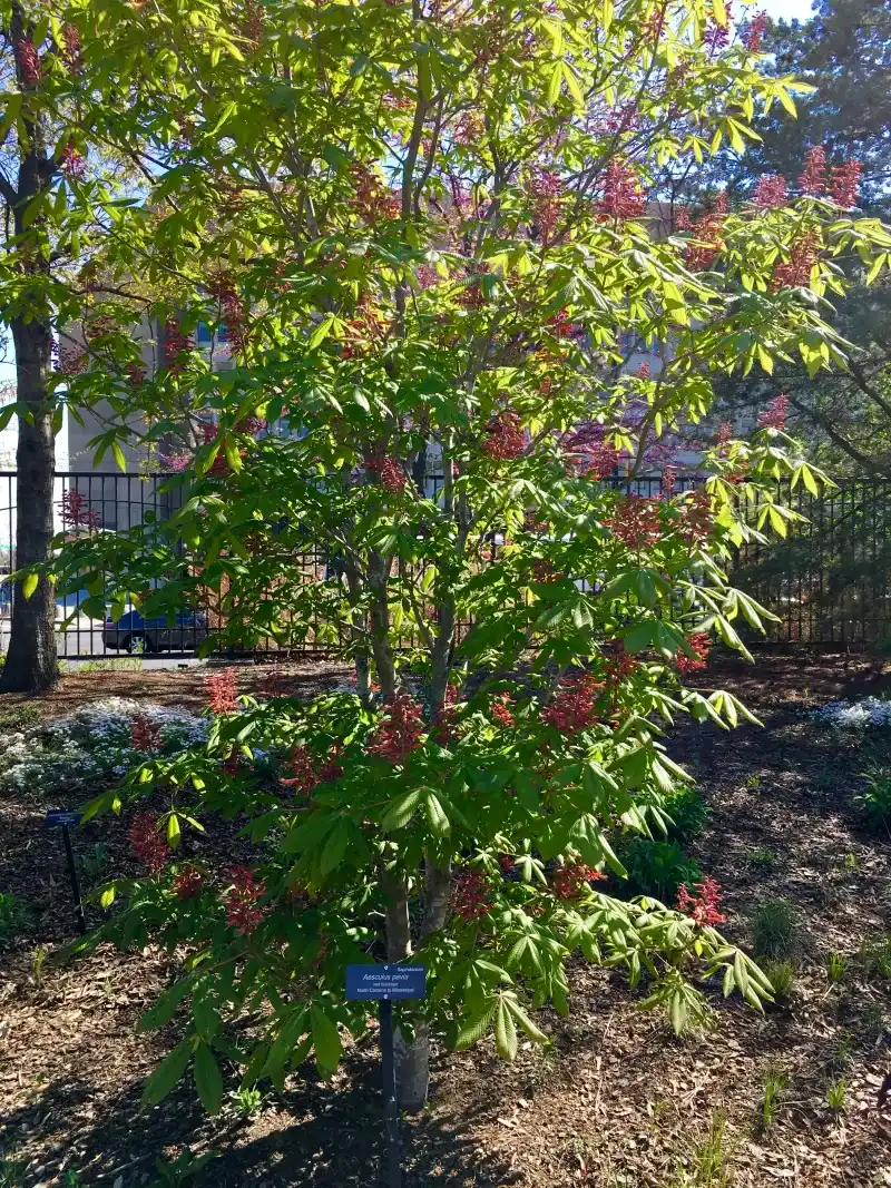 Match The Tree To Your Yard And Skip The Regret