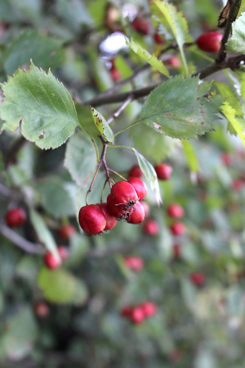 Mayhaw Fits Wet, Naturalized Edges