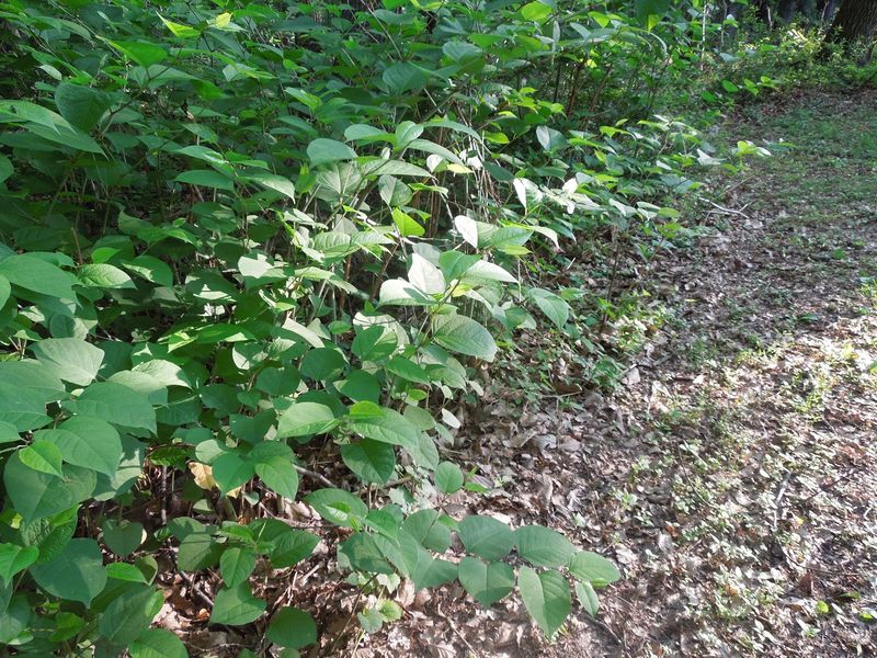 Identify Plants Before You Remove Them