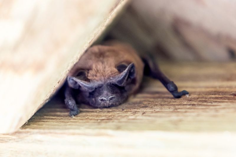 Handle Bat Encounters Safely