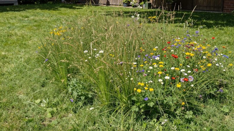 Make the Yard Look Purposefully Alive