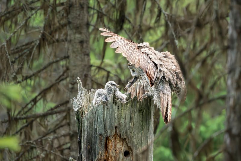 Old Wood Gives Owls More Options
