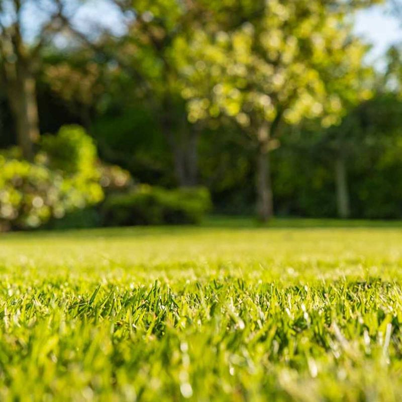 Manage The Yard For Realistic Tick Reduction