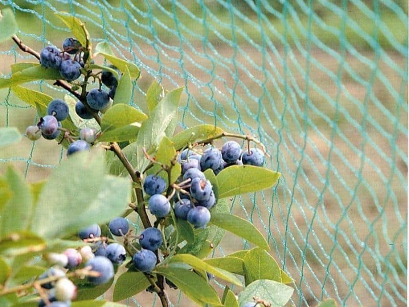 Install Fine Netting Before Flies Reach the Fruit