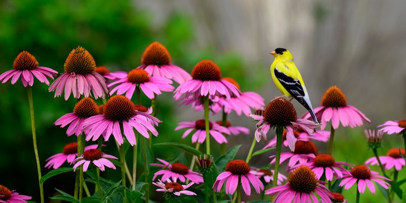Build a Wider Winter Bird Habitat