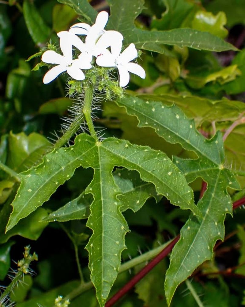 A Native Plant Still Needs The Right Place