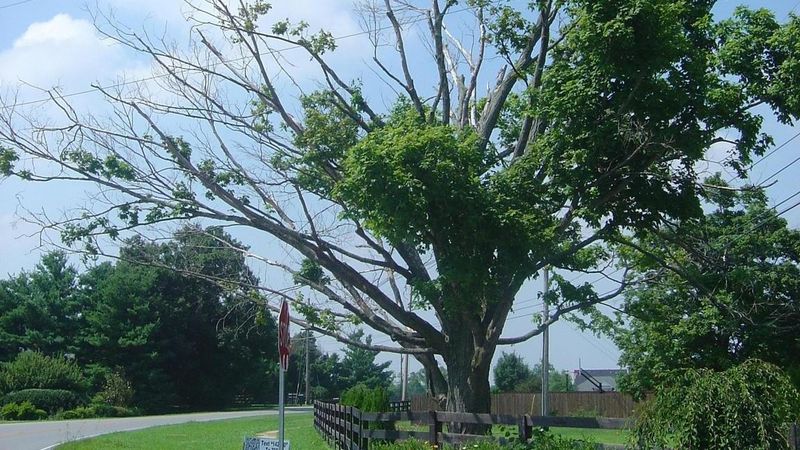 Use Professional Help For Established Trees