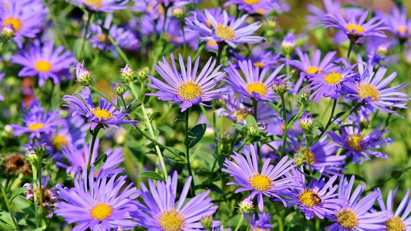 Plant For Closure Without Crowding