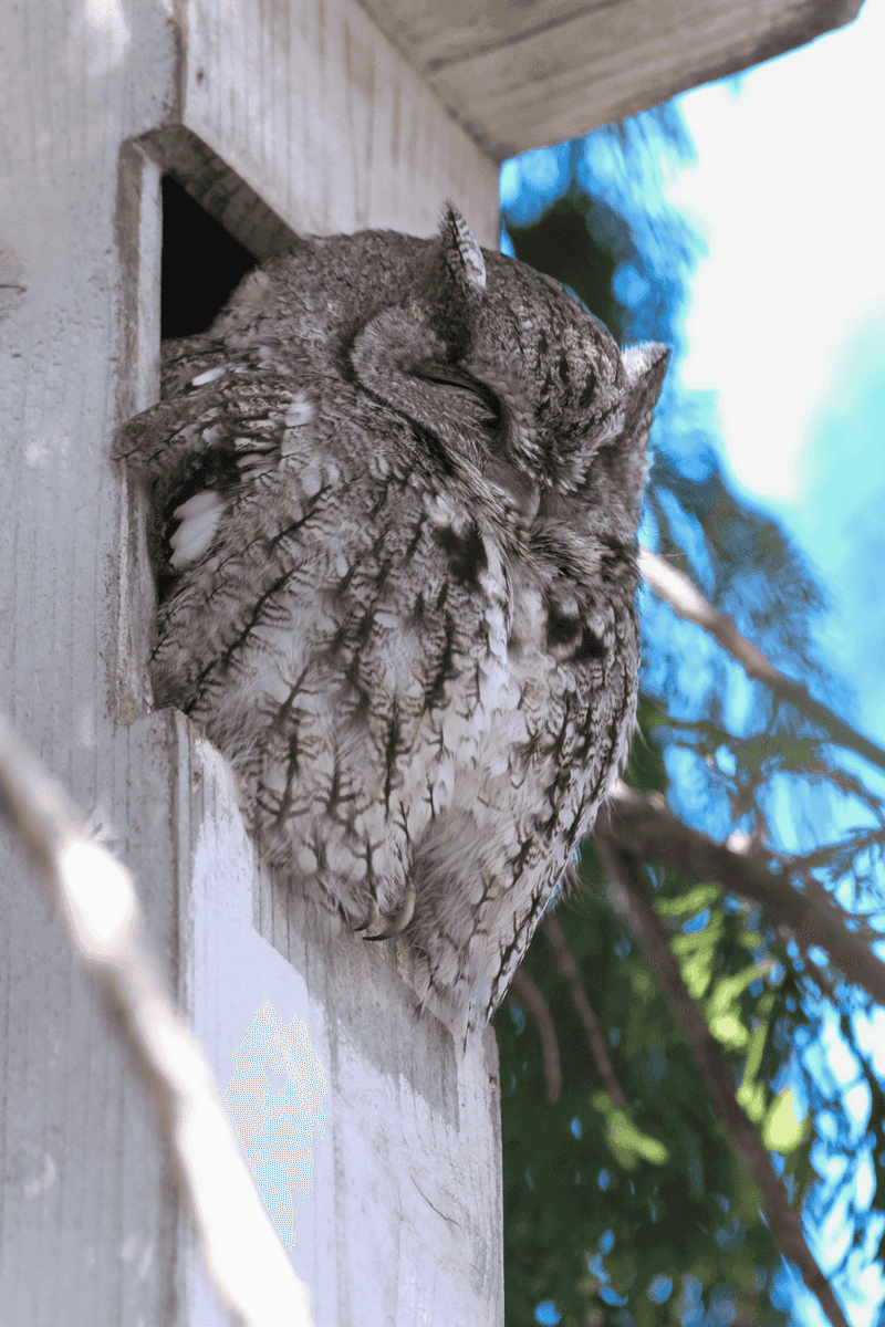 Support the Owl Without Manufacturing a Pest Problem