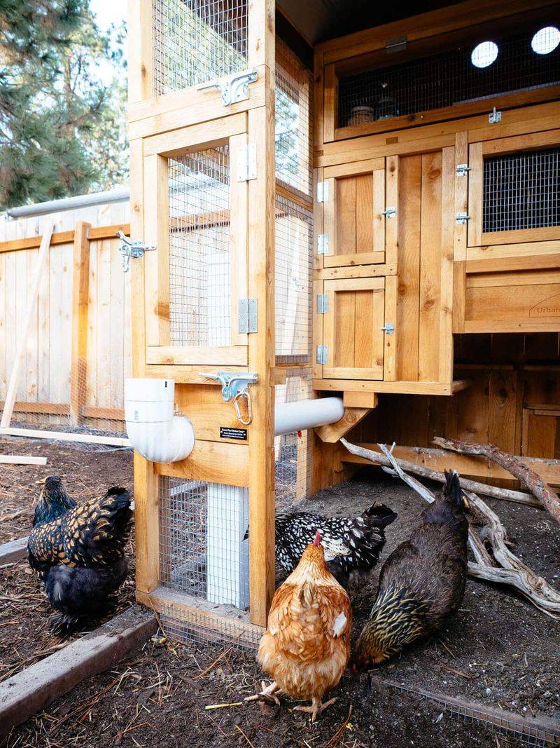 Protect Poultry and Keep the Conflict Legal
