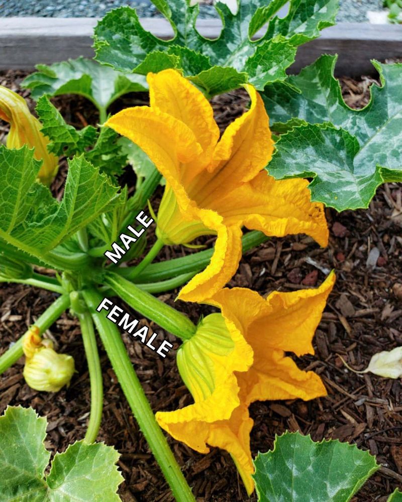 Check the Flowers Before You Expect New Fruit