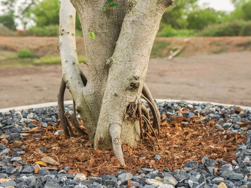 Protect Tree And Shrub Root Zones