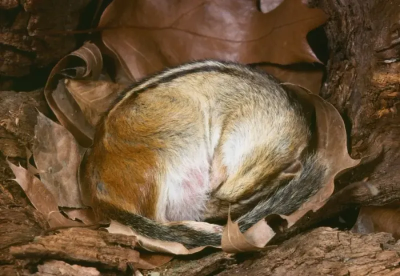 Winter Brings Torpor, Not Complete Hibernation