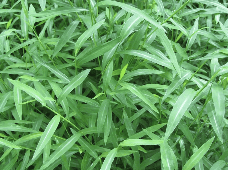 Use Herbicides Only Within The Label