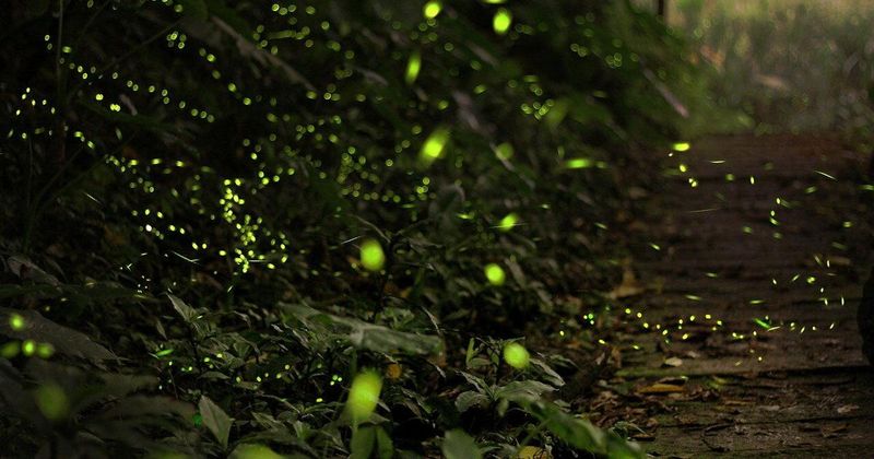 Give Fireflies More Than One Reason To Stay