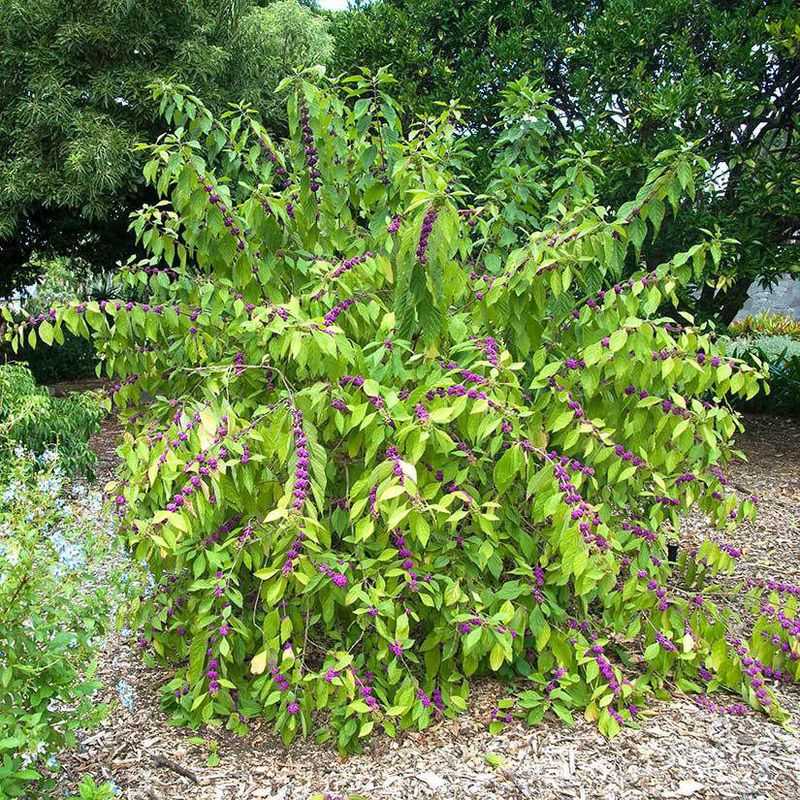 A Living Shrub Does Not Create a Bug-Free Perimeter