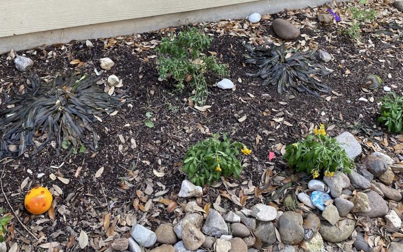 Wait Before Cutting Freeze-Damaged Growth