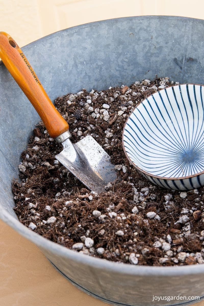 Provide A Fast-Draining Soil Mix For Strong Roots