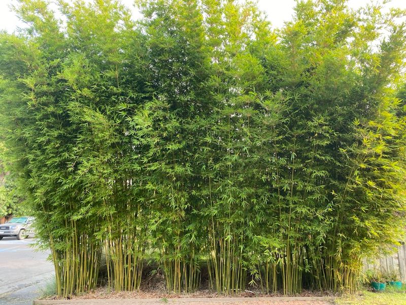 Choose A Bamboo Type Your Yard Can Handle